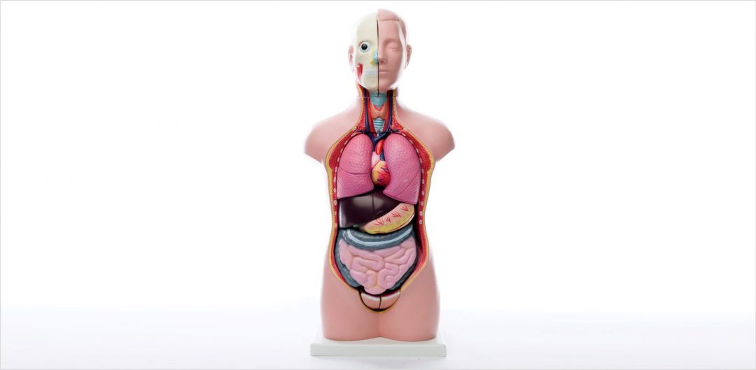 Human Torso Kit